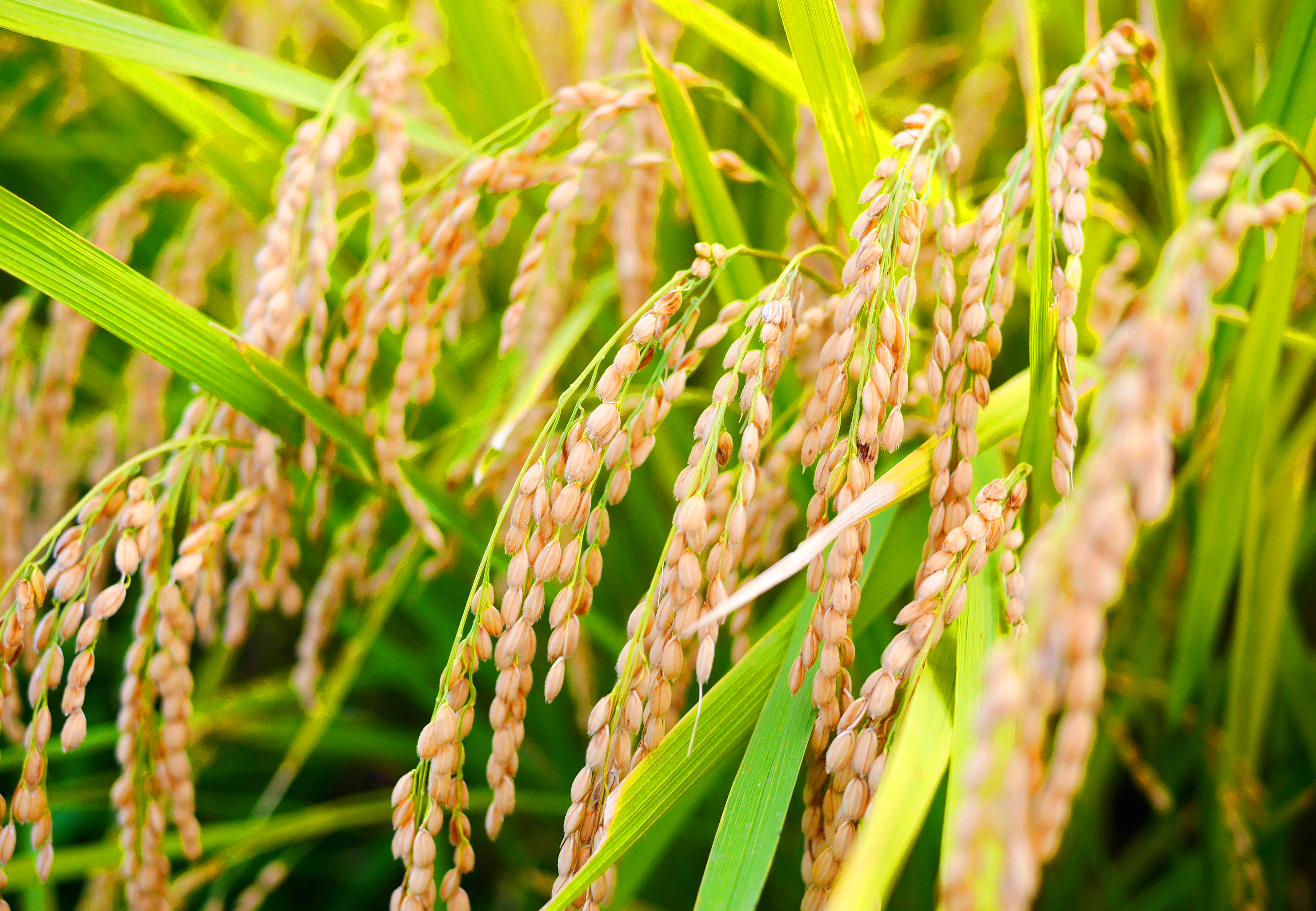 スーパーの食材