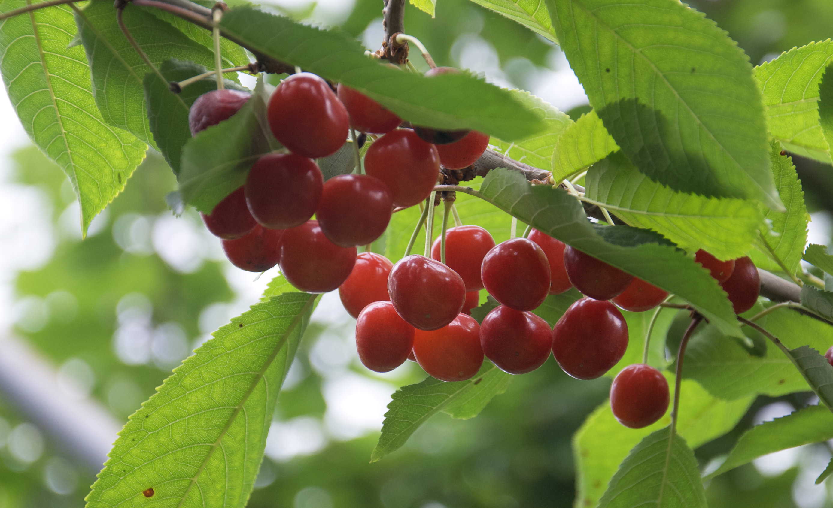 たわわに実るチェリー