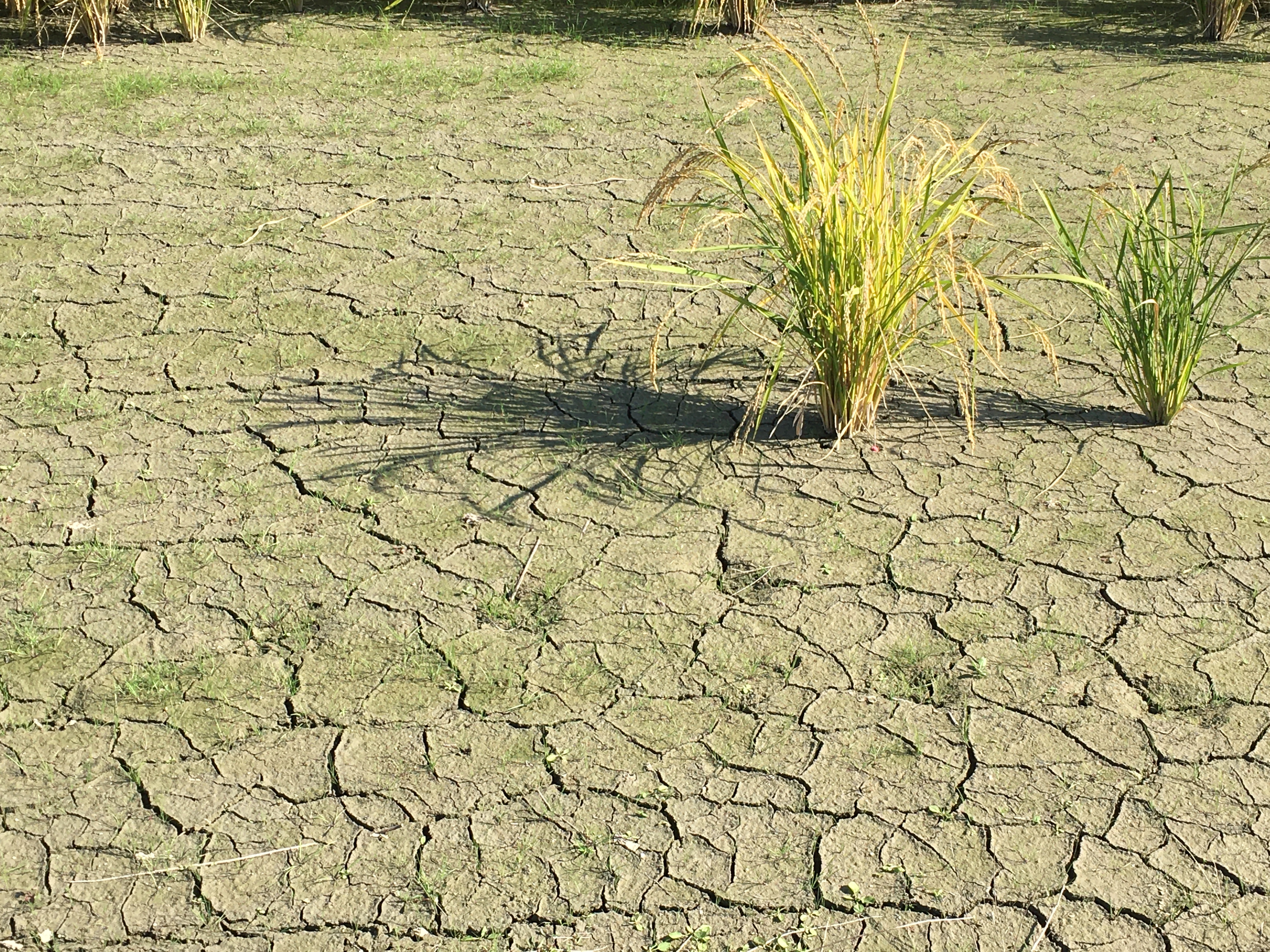 干ばつのイメージ