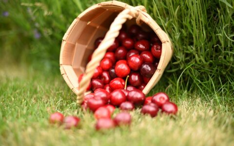 カゴからこぼれているアメリカンチェリー