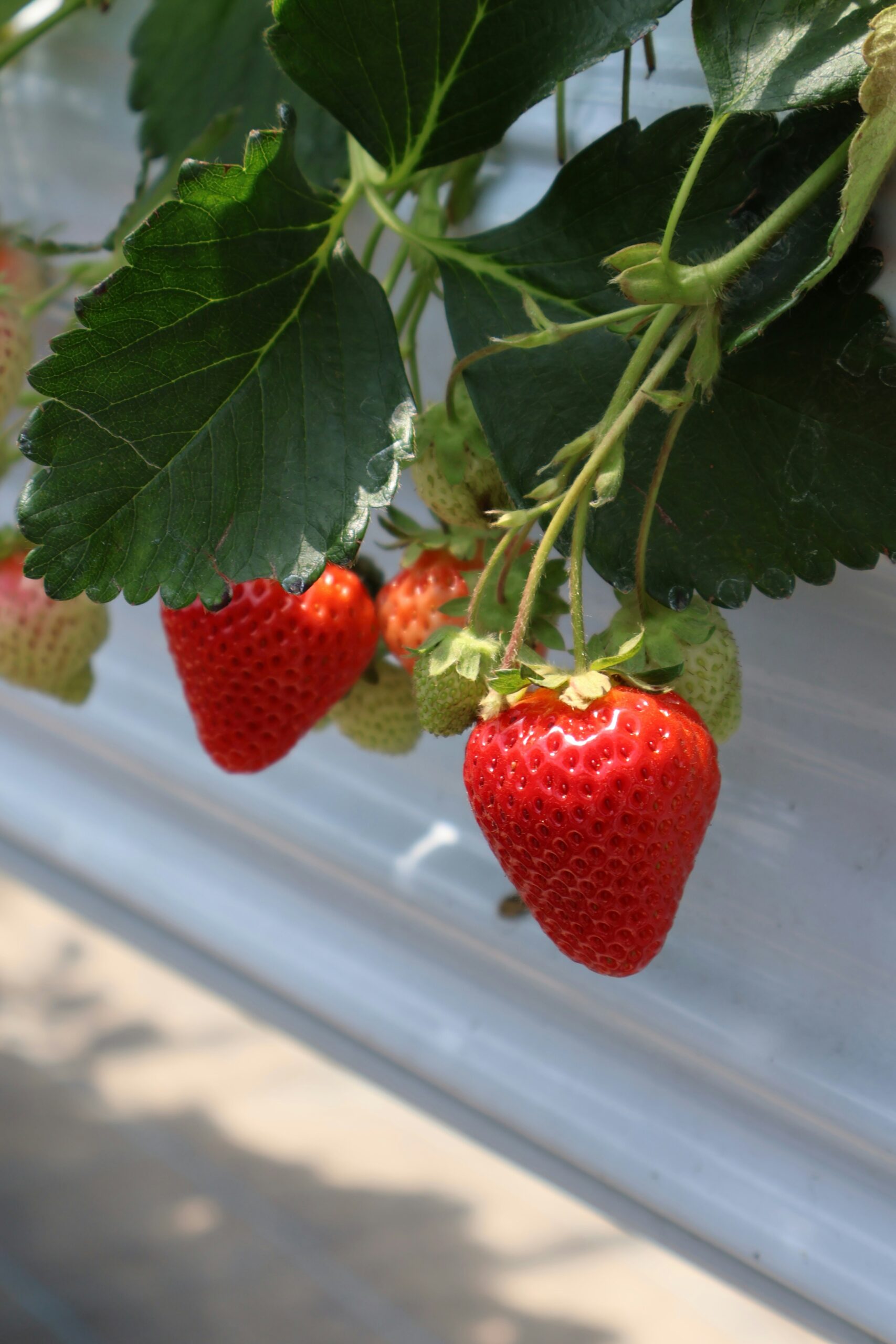 日本のイチゴと輸出