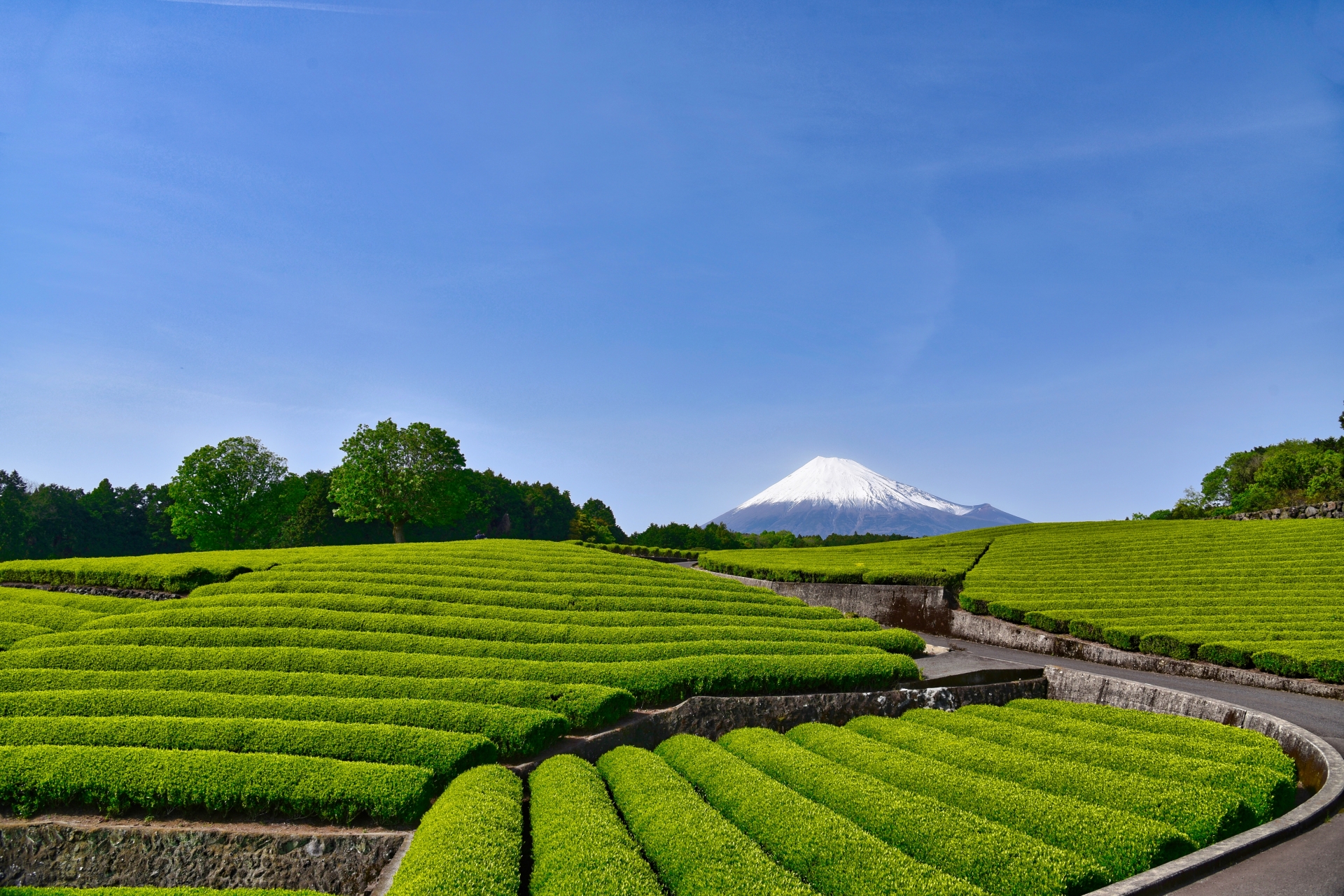 世界を巡るお茶の旅
